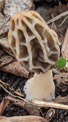Morchella diminutiva
