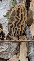 Morchella diminutiva