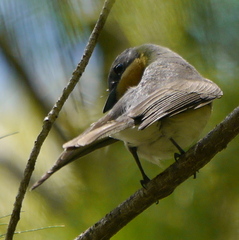 Myiagra cyanoleuca
