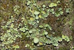 Cladonia humilis