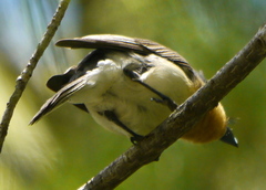Myiagra cyanoleuca