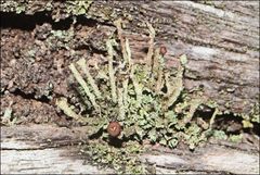 Cladonia ramulosa