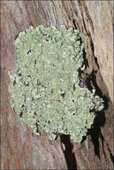Flavoparmelia rutidota