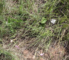 Dianthus basuticus, photograph (c) Nicola van Berkel, some rights reserved (CC BY-SA)