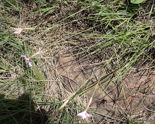 Dianthus basuticus, photograph 2