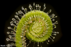 Drosera tracyi