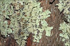 Flavoparmelia rutidota