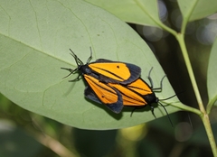 Paratype univitta