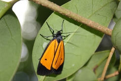 Paratype univitta