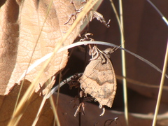 Pindis squamistriga
