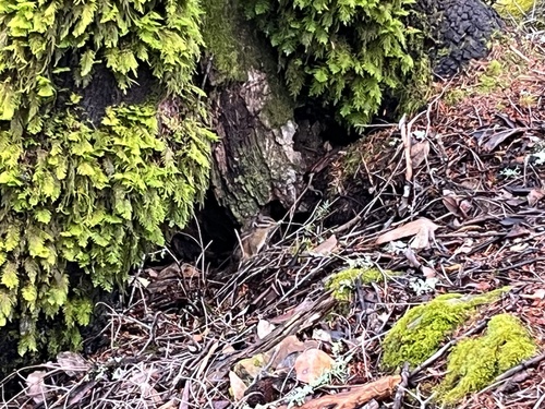 Sonoma Chipmunk observed by dircasandderelicts