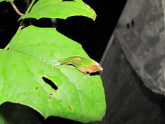 Pycnopalpa bicordata