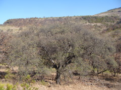 Quercus castanea