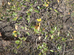 Quercus castanea