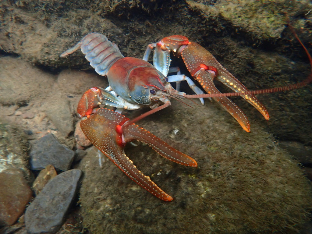 Big Sandy Crayfish