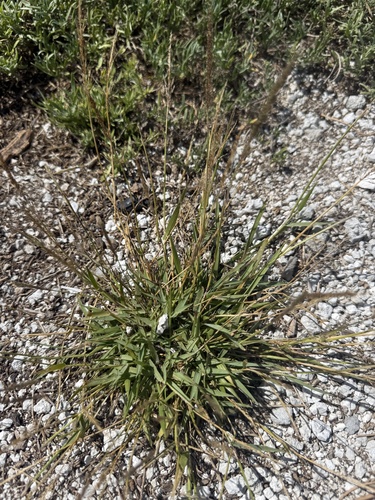 Sporobolus pyramidatus, 2026-05-26