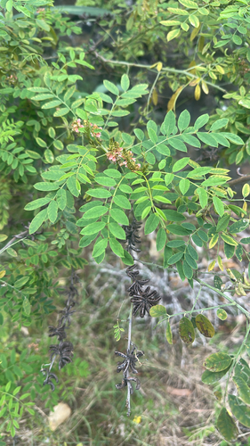 Indigofera suffruticosa observed 2026-05-26