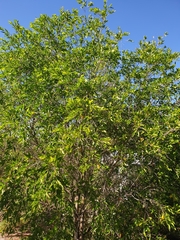 Petalostigma pubescens