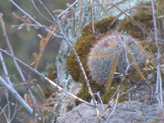 Mammillaria rhodantha