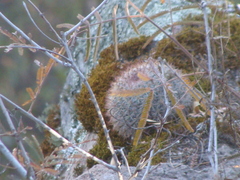 Mammillaria rhodantha