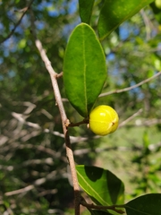 Petalostigma pubescens