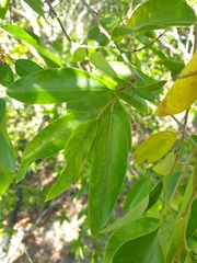 Petalostigma pubescens