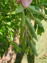 Petalostigma pubescens