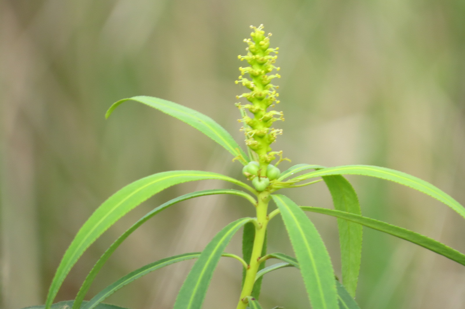Stillingia aquatica