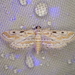 Two-spotted China Mark - Photo (c) Damon Tighe, some rights reserved (CC BY-NC), uploaded by Damon Tighe