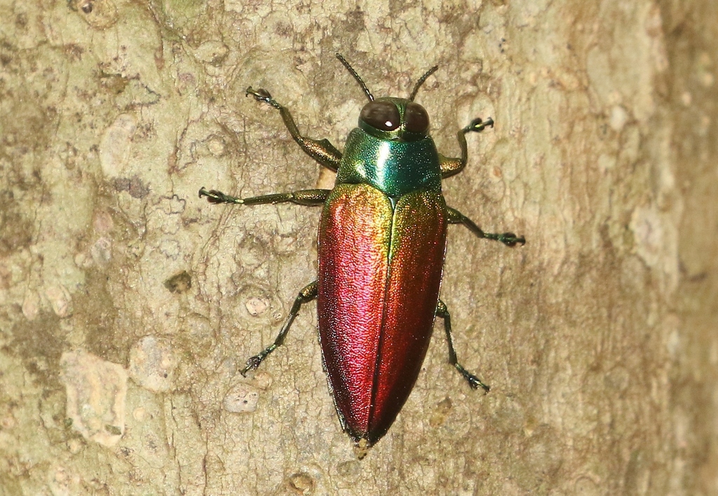 Actenodes alluaudi