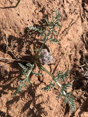 Vesper constancei