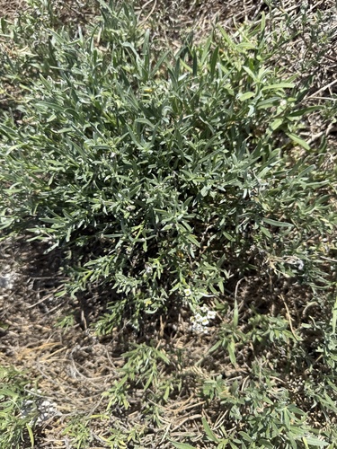 Lobularia maritima observed 2026-05-26