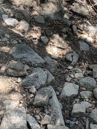 iNaturalist observation photo of California Mountain Kingsnake
