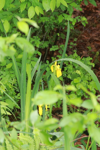 Yellow Iris