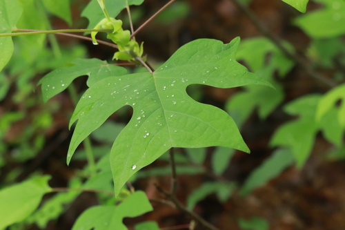 Tulip Tree