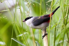 Black-Crowned Waxbill photo 2