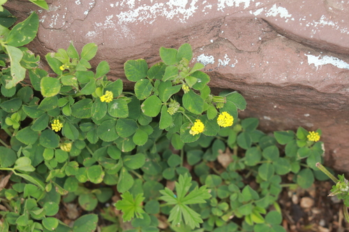 Black Medick