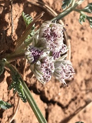 Vesper constancei