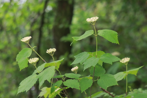 mapleleaf viburnum