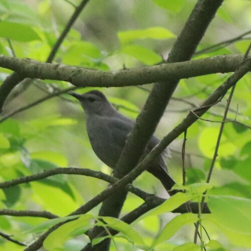 Gray Catbird