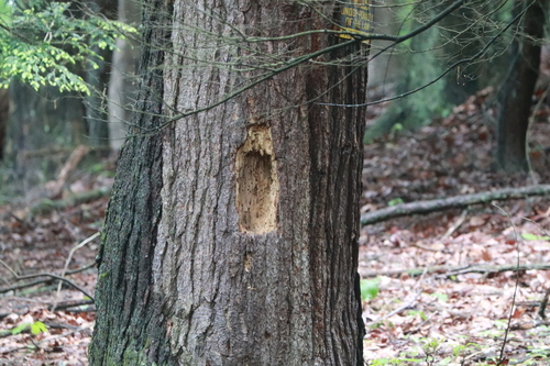 Pileated Woodpecker