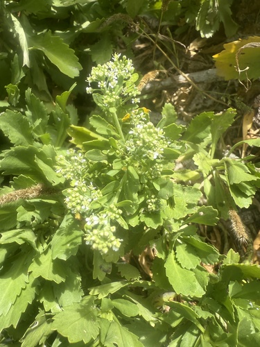 Lepidium bidentatum observed 2026-05-26