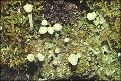 Cladonia humilis