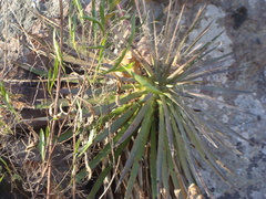 Agave schidigera
