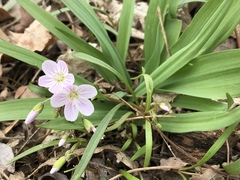 Claytonia virginica