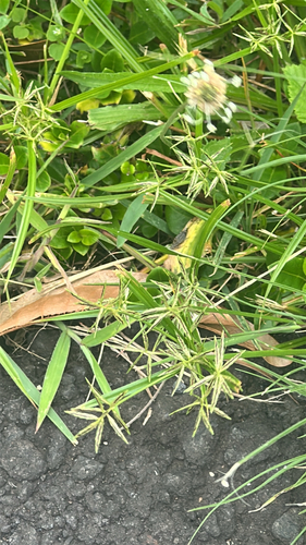 Cyperus sphacelatus observed 2026-05-26