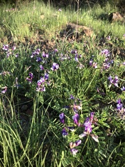 Astragalus lindheimeri