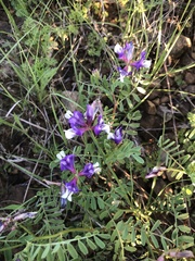 Astragalus lindheimeri