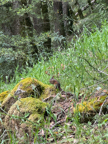 Sonoma Chipmunk observed by juliali3158