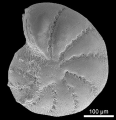 Elphidium galvestonense